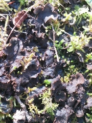 Peltigera evansiana