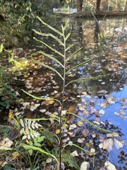 Woodwardia areolata