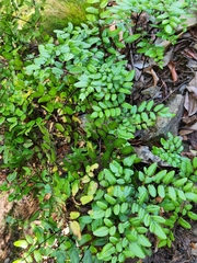 Pellaea pteroides