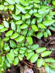 Pellaea pteroides