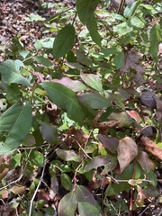Vaccinium stamineum