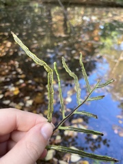 Woodwardia areolata