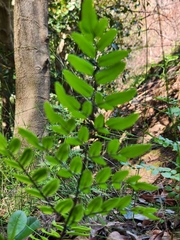 Pellaea pteroides