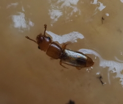 Monotomidae