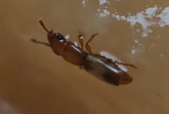 Monotomidae