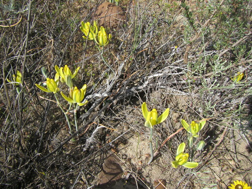 Image of Albuca aurea by (c) douglaseustonbrown, some rights reserved (CC BY-SA)