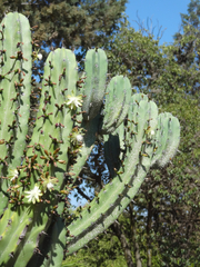 Myrtillocactus geometrizans