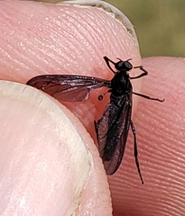 Penthetria heteroptera