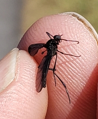 Penthetria heteroptera