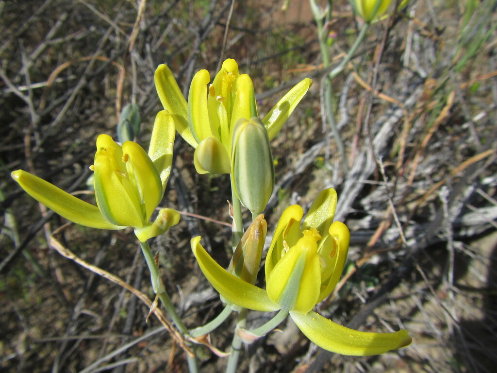 Albuca aurea, Cape Winelands District Municipality, South Africa