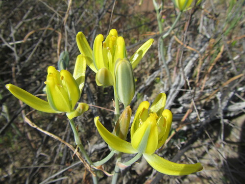 Golden Tamarak (Albuca aurea)