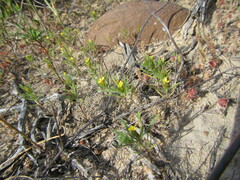 Rhynchopsidium sessiliflorum