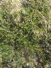 Thesium nigroperianthum