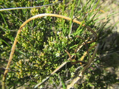 Thesium nigroperianthum