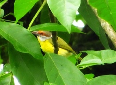 Cyclarhis gujanensis