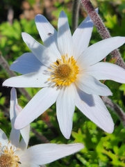 Knowltonia tenuifolia