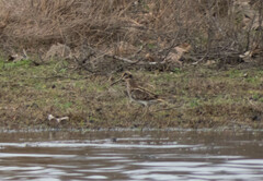 Lymnocryptes minimus