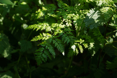 Chaerophyllum
