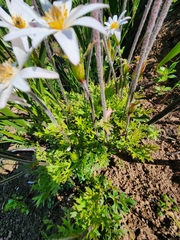 Knowltonia tenuifolia