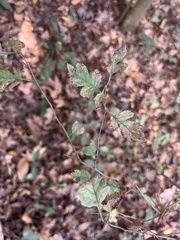 Crataegus marshallii