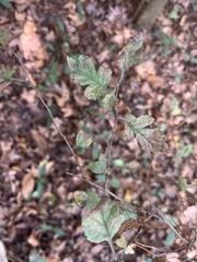 Crataegus marshallii