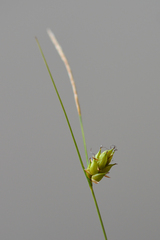 Carex oligosperma