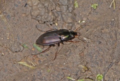 Poecilus