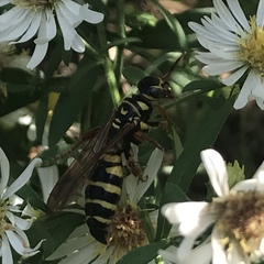 Myzinum quinquecinctum