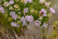 Agathosma cerefolium