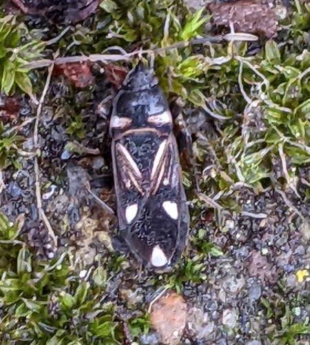 White-spotted groundbug photo 6