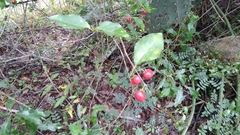 Malpighia glabra