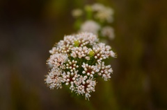 Agathosma cerefolium