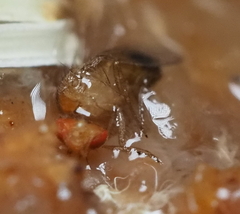 Drosophila melanogaster