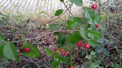 Malpighia glabra