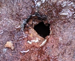 Drosophila melanogaster