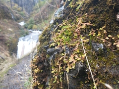 Selaginella douglasii