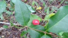Malpighia glabra
