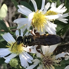 Myzinum quinquecinctum