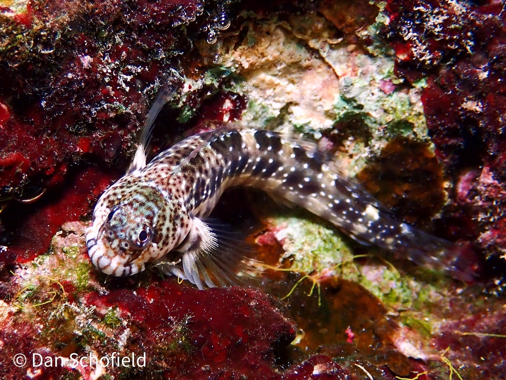 Pearl Blenny