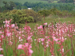 Nectarinia famosa