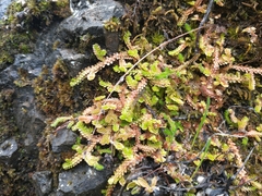 Selaginella douglasii