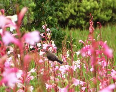 Nectarinia famosa