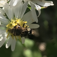 Copestylum tamaulipanum