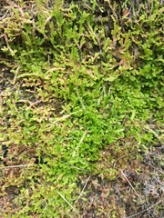 Selaginella douglasii
