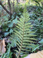 Dryopteridoideae