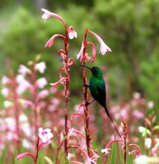 Nectarinia famosa