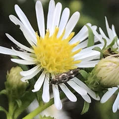 Scythris trivinctella