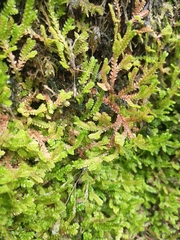 Selaginella douglasii