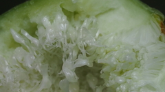 Ficus carica