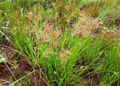 Juncus oxycarpus